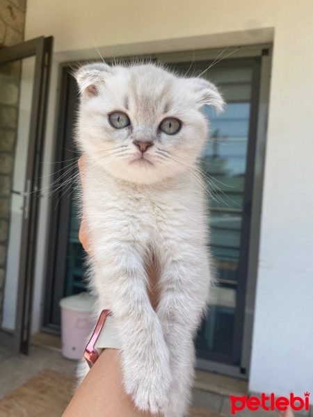 Scottish Fold, Kedi  Mocha fotoğrafı