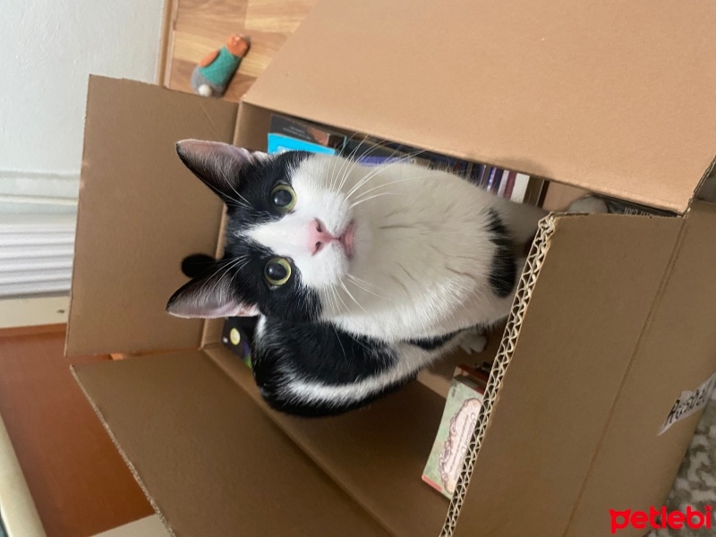 Tuxedo (Smokin) Kedi, Kedi  Papyon fotoğrafı