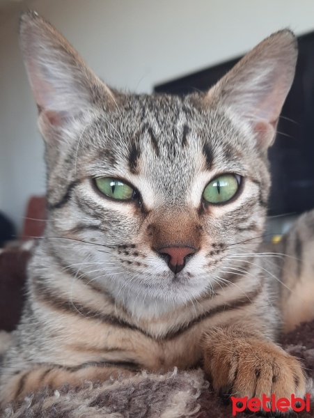 Tekir Kedi, Kedi  Maşuk fotoğrafı