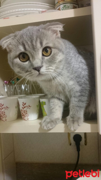 Scottish Fold, Kedi  Mia fotoğrafı