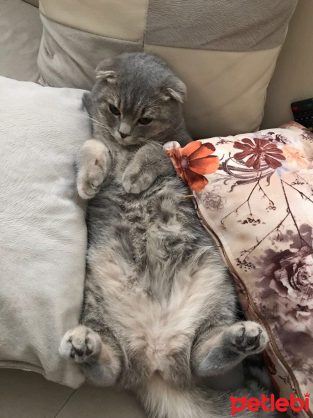 Scottish Fold, Kedi  Mia fotoğrafı