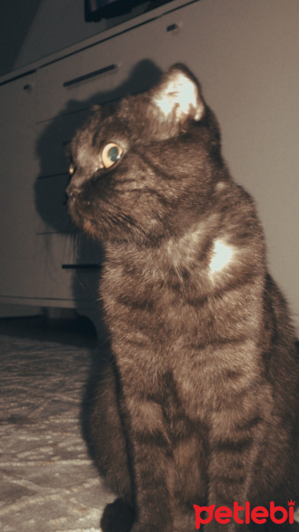 Scottish Fold, Kedi  ÇİKO fotoğrafı
