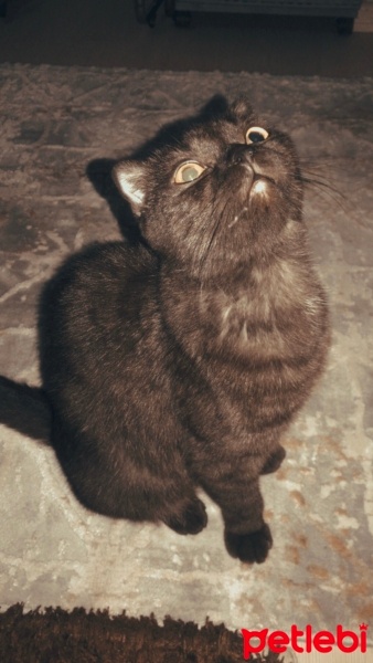 Scottish Fold, Kedi  ÇİKO fotoğrafı