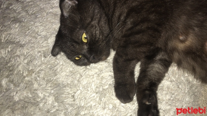 Scottish Fold, Kedi  ÇİKO fotoğrafı
