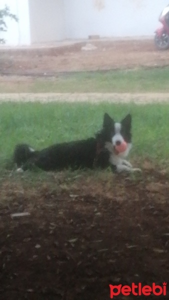 Border Collie, Köpek  Dük fotoğrafı