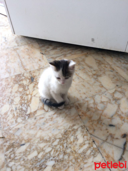 Cymric, Kedi  Meraklı fotoğrafı