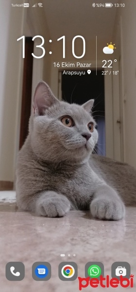 British Shorthair, Kedi  Zeus fotoğrafı