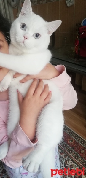 Scottish Fold, Kedi  Bulut fotoğrafı