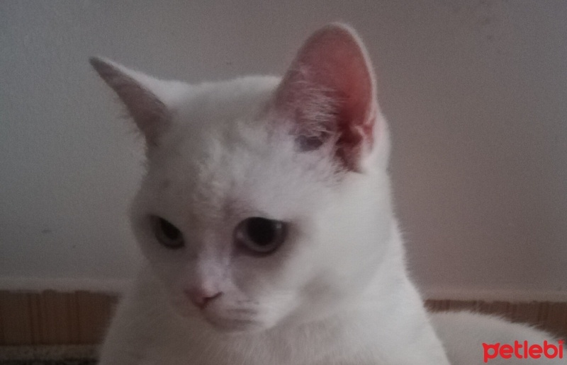Scottish Fold, Kedi  Bulut fotoğrafı