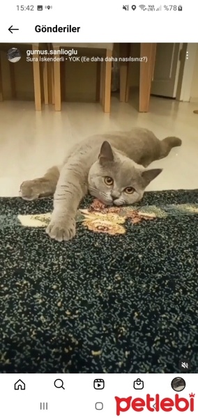 British Shorthair, Kedi  Gümüş fotoğrafı