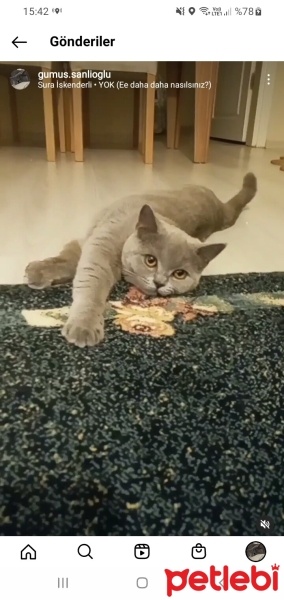 British Shorthair, Kedi  Gümüş fotoğrafı