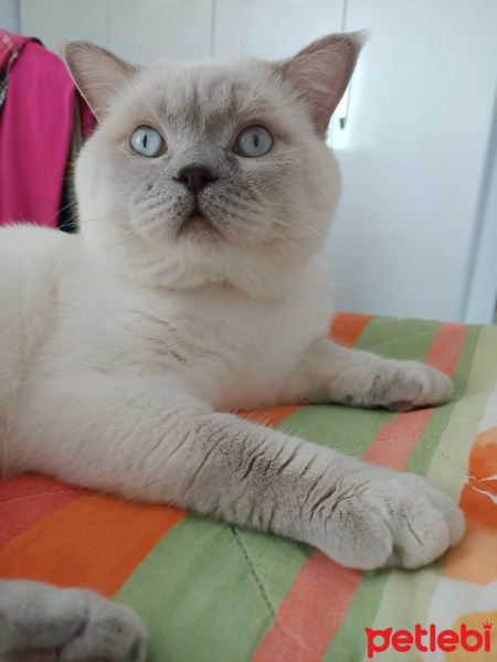 British Shorthair, Kedi  Coco fotoğrafı