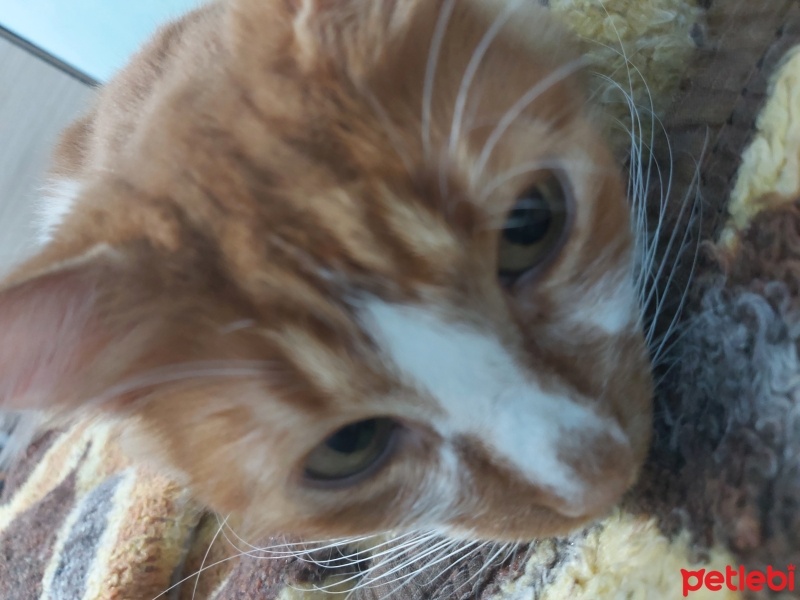 Tekir Kedi, Kedi  Karamel fotoğrafı
