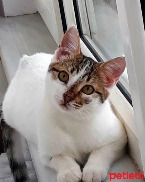 Tekir Kedi, Kedi  Pamuk fotoğrafı