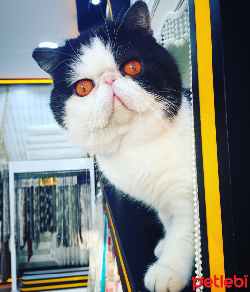 Exotic Shorthair, Kedi  Aleks fotoğrafı