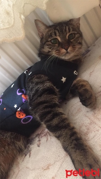 Tekir Kedi, Kedi  Mia fotoğrafı