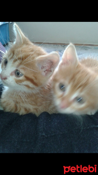 Tekir Kedi, Kedi  Bırıcık fotoğrafı