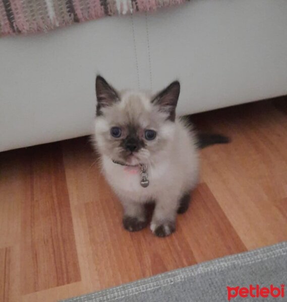 British Shorthair, Kedi  Oreo fotoğrafı