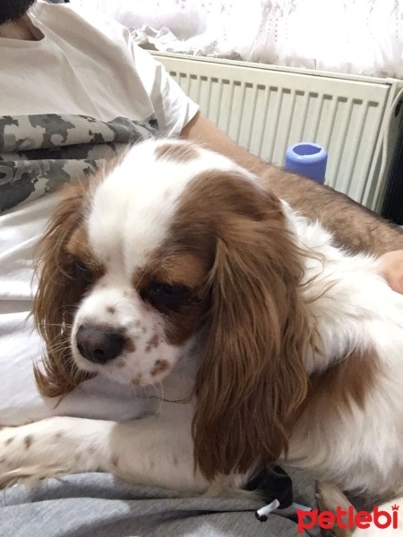 Cavalier King Charles Spanieli, Köpek  Köpük fotoğrafı