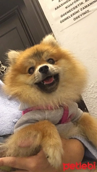Chow Chow (çin Aslanı), Köpek  Mila fotoğrafı