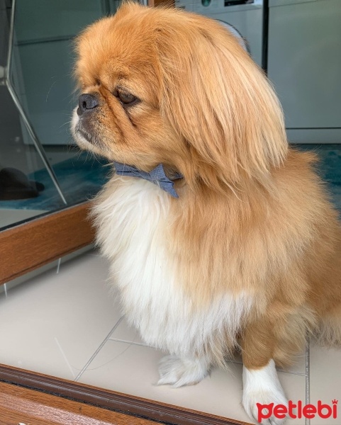Pekingese, Köpek  Caş (Cash) fotoğrafı