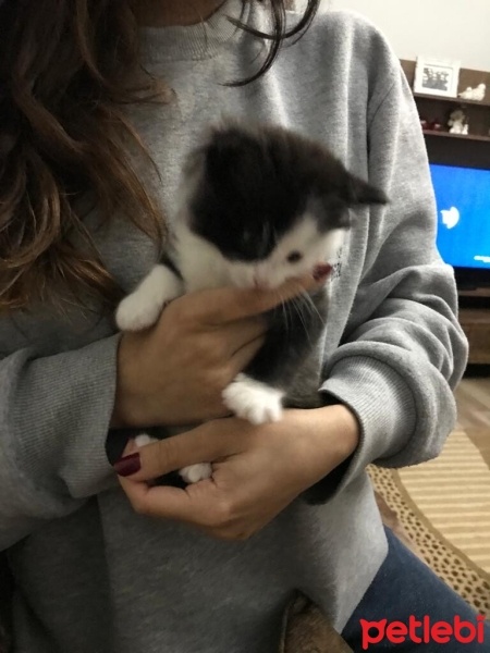 Tekir Kedi, Kedi  Sufle fotoğrafı