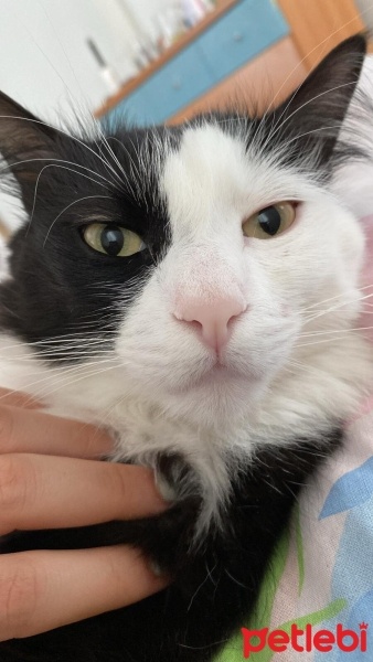 Tekir Kedi, Kedi  Sufle fotoğrafı