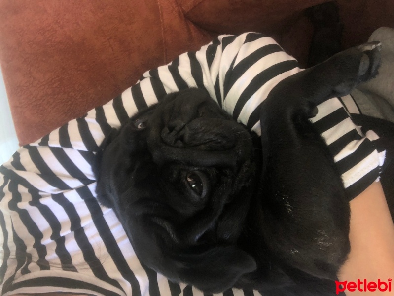 Pug, Köpek  Adam fotoğrafı