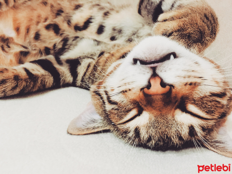 Tekir Kedi, Kedi  Müezza fotoğrafı