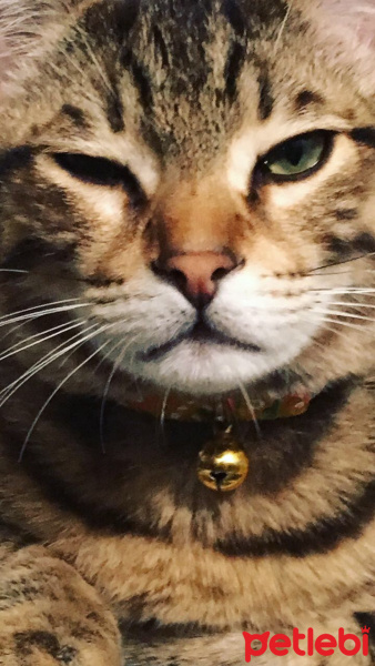 Tekir Kedi, Kedi  Müezza fotoğrafı