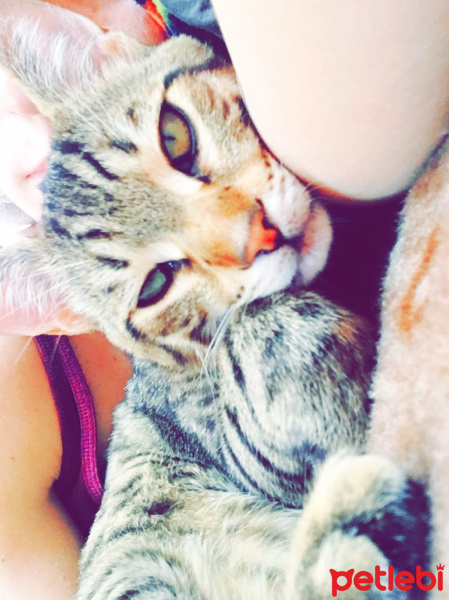 Tekir Kedi, Kedi  Müezza fotoğrafı