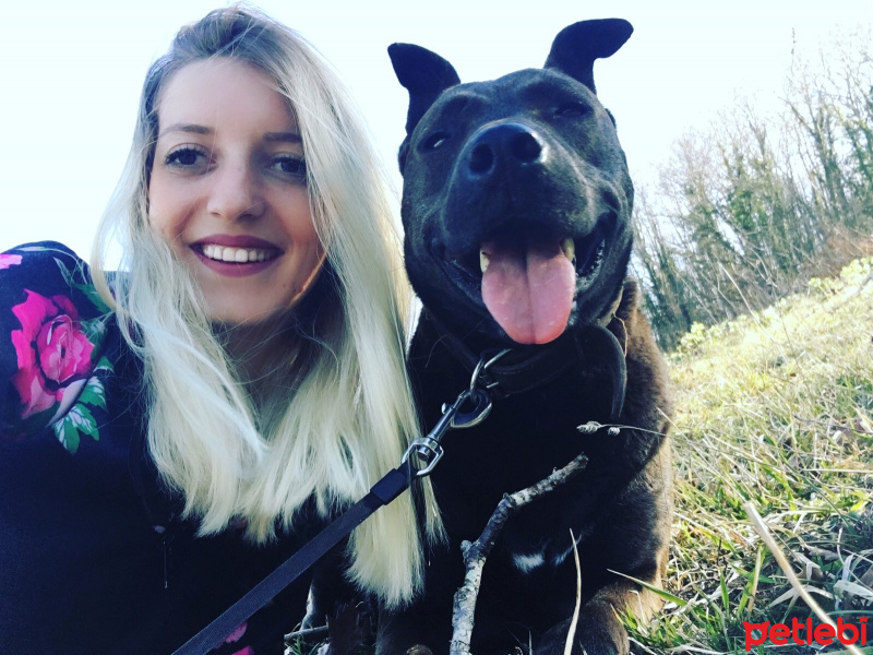 Amerikan Pitbull Terrier, Köpek  Ceviz fotoğrafı