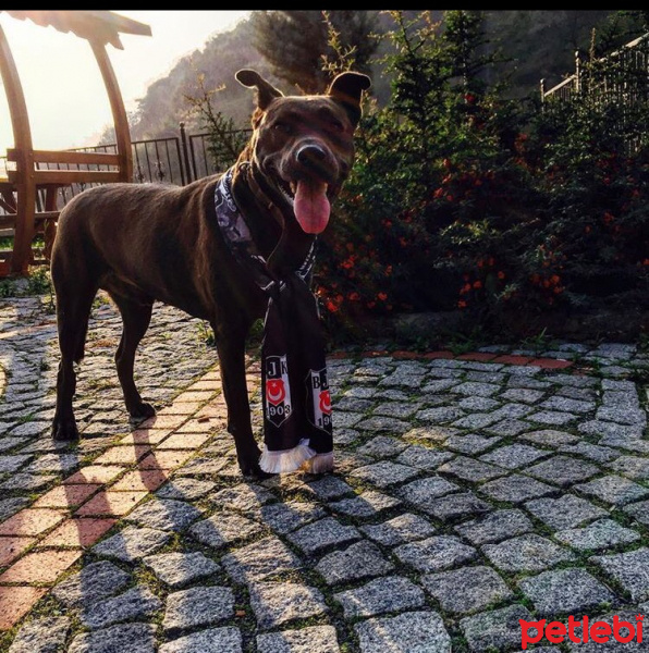 Amerikan Pitbull Terrier, Köpek  Ceviz fotoğrafı