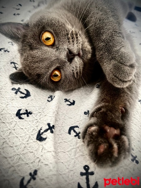 British Shorthair, Kedi  Latte fotoğrafı