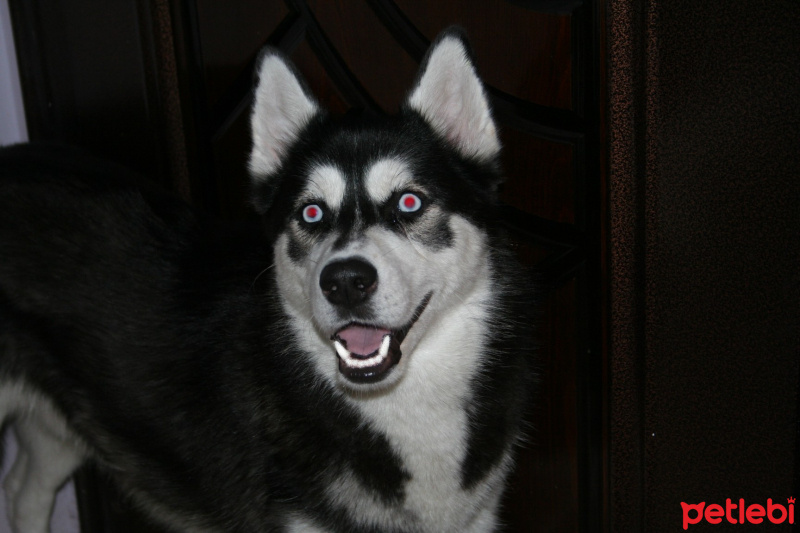 Sibirya Kurdu (Husky), Köpek  Hector fotoğrafı