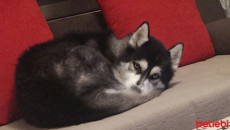 Sibirya Kurdu (Husky), Köpek  Hector fotoğrafı