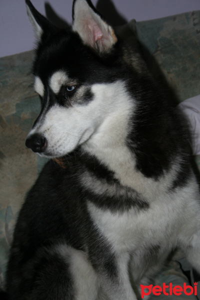 Sibirya Kurdu (Husky), Köpek  Hector fotoğrafı