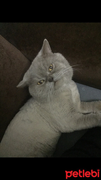Brazilian Shorthair, Kedi  DUMAN fotoğrafı