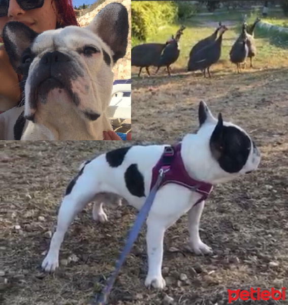 Fransız Bulldog, Köpek  BORİS fotoğrafı