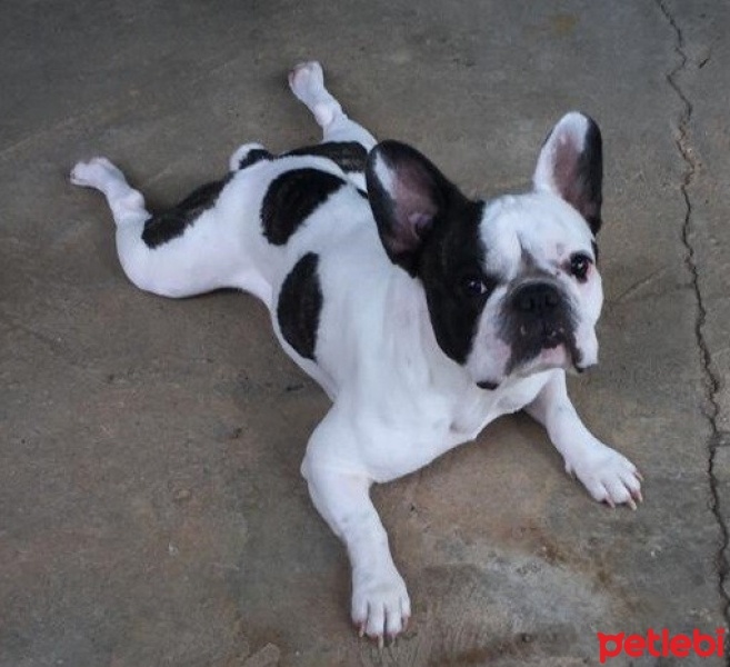 Fransız Bulldog, Köpek  BORİS fotoğrafı