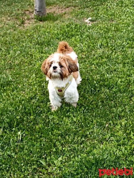 Shih Tzu, Köpek  Luffy fotoğrafı