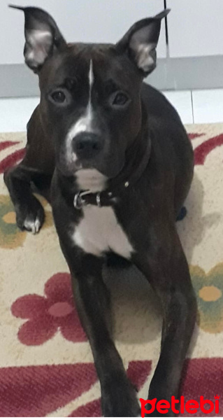 Amerikan Staffordshire Terrier, Köpek  hera fotoğrafı