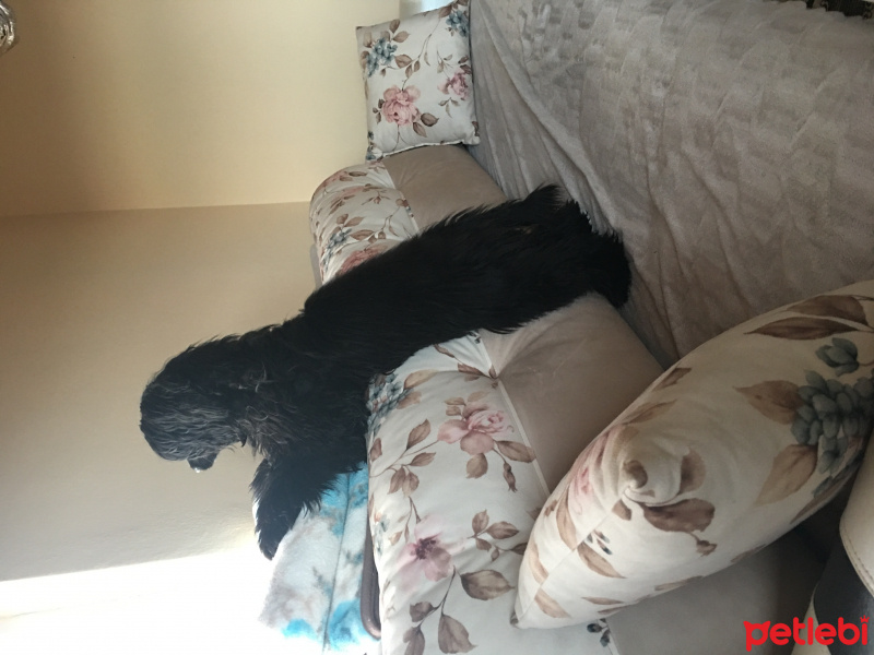 Amerikan Cocker Spaniel, Köpek  ŞaNs fotoğrafı