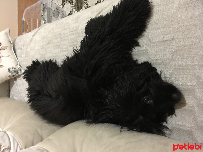 Amerikan Cocker Spaniel, Köpek  ŞaNs fotoğrafı