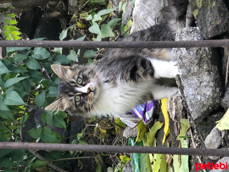 Tekir Kedi, Kedi  Şans TEO fotoğrafı