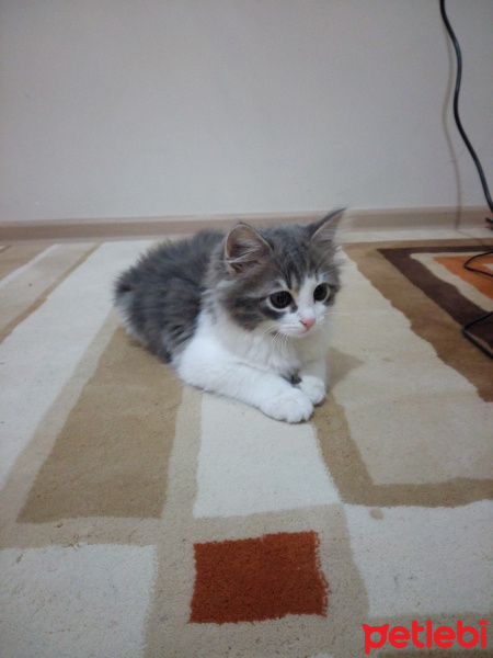 Tekir Kedi, Kedi  Derya fotoğrafı