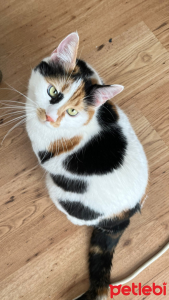 Tekir Kedi, Kedi  Hacersu fotoğrafı
