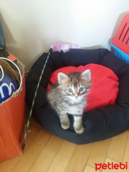 Tekir Kedi, Kedi  tırmık fotoğrafı