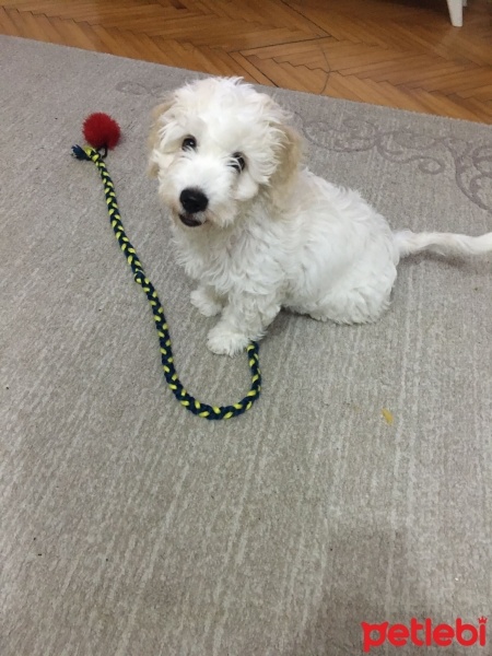 Maltese, Köpek  Cookie fotoğrafı