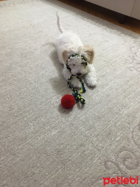 Maltese, Köpek  Cookie fotoğrafı